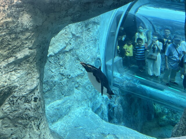 旭山動物園ペンギン2