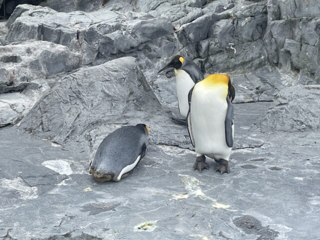 旭山動物園ペンギン1