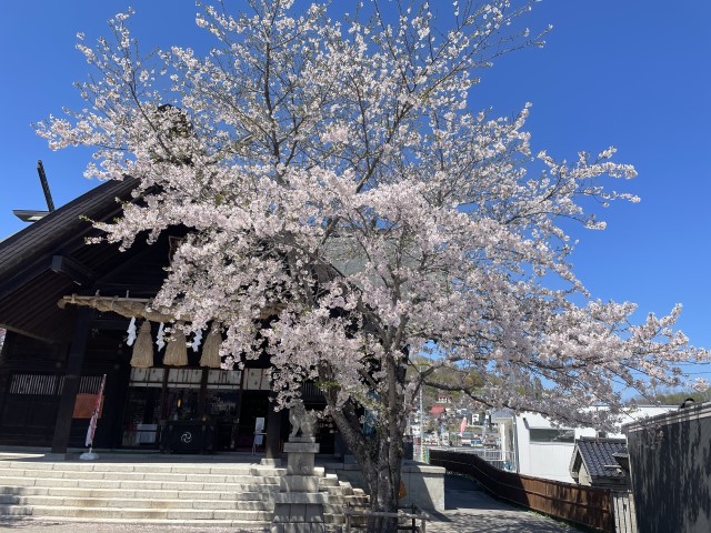 龍宮神社さんの桜