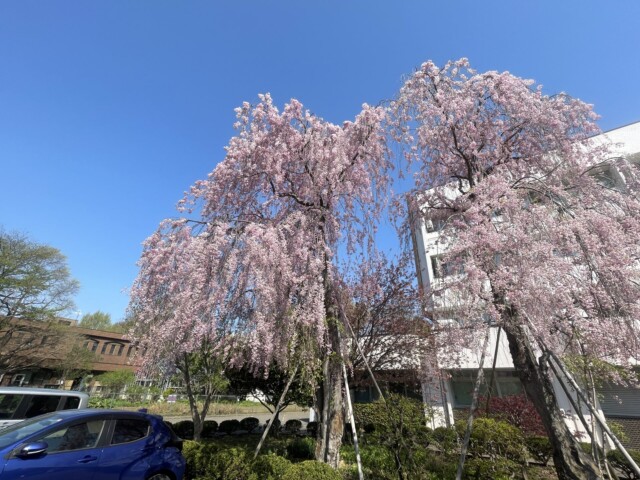北大の桜